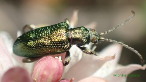 Réf. 283 073 : Plateumaris sp.